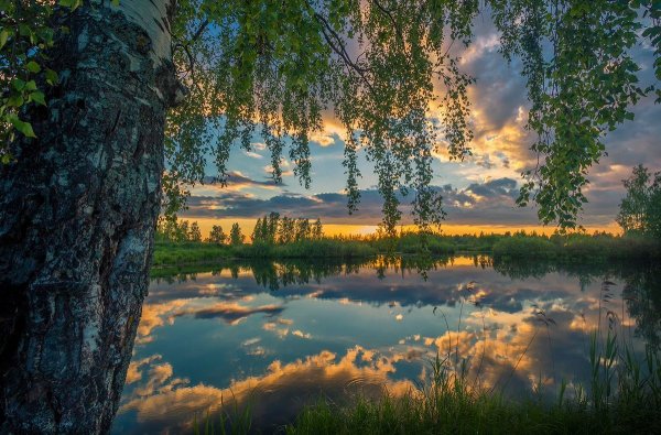 Рассвет березы