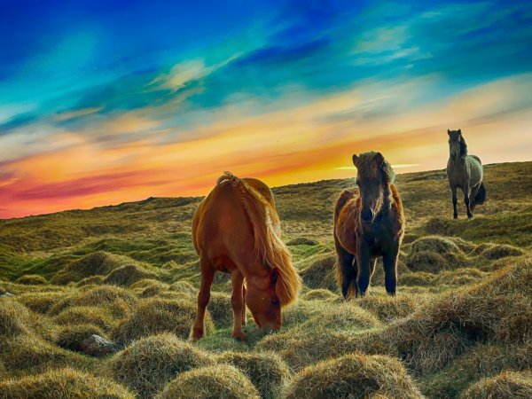 Лошади в прерии