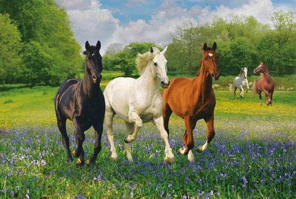 Лошади на лугу