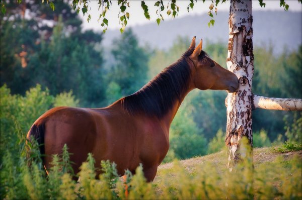 Красивые лошади на природе