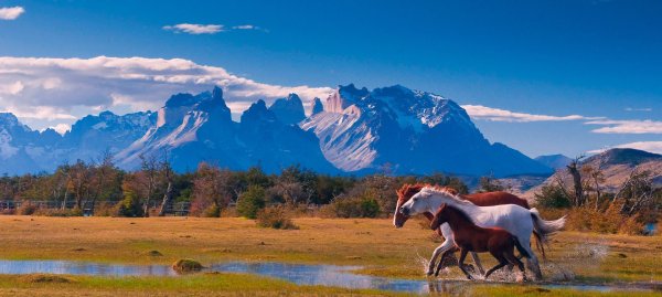 Лошади на фоне гор