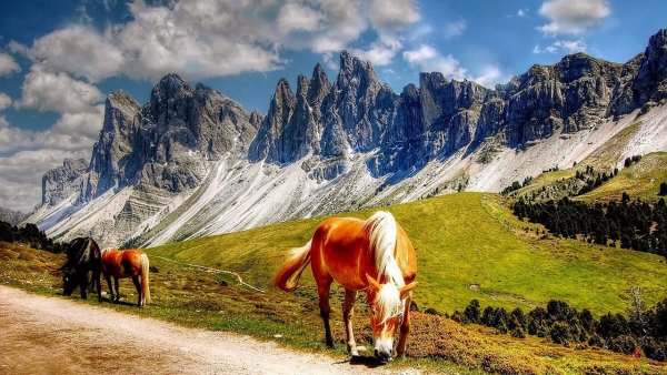 Доломитовые Альпы животные