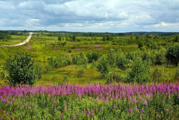 Луга Вологодской области