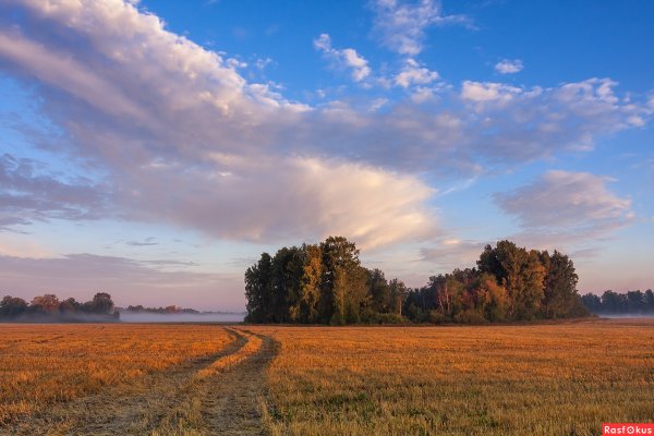 Пейзаж Новосибирской области лето