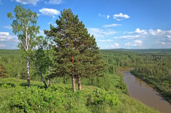 Река Бердь Салаирский Кряж