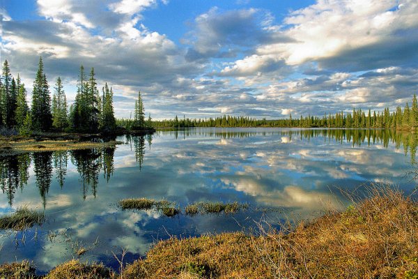 Водоохранные леса России