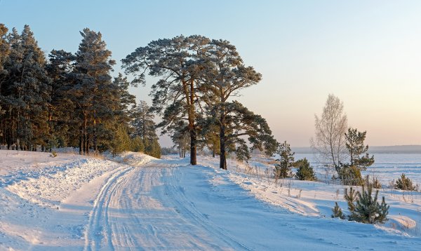Спирино лес