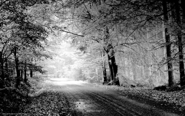 Пейзаж в черно белом цвете