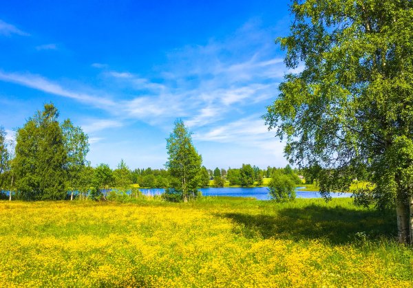 Природа горы лес Луга