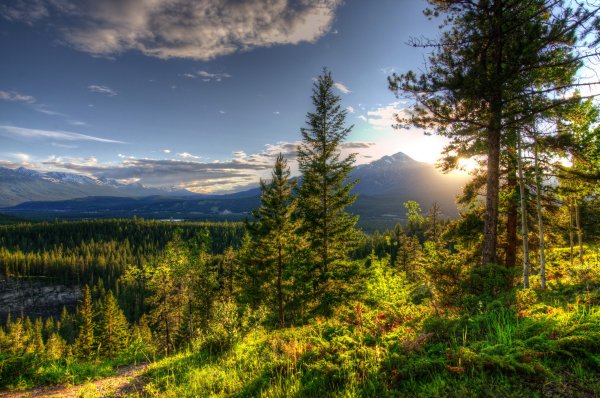 Весенний лес