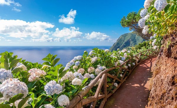 Азорские острова цветение гортензии