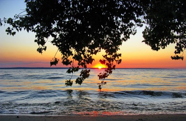 Поле одуванчиков