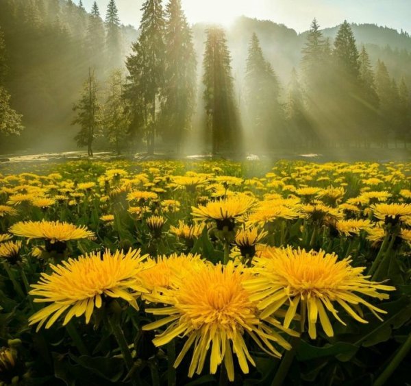 Мостки на озере