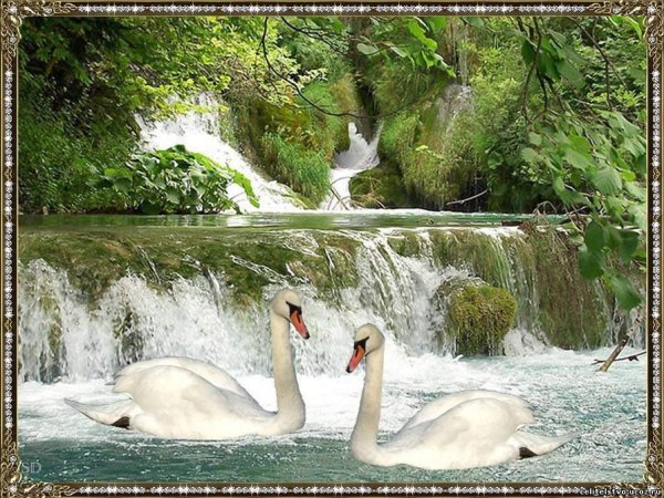 Лебеди и водопады