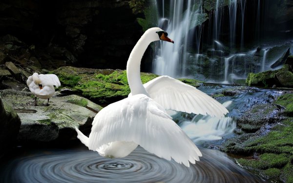 Обои лебеди