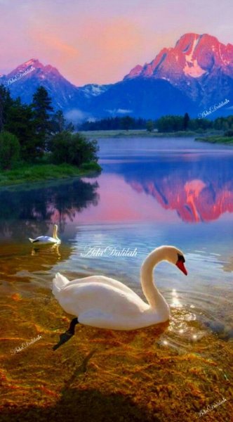 Лебеди на озере