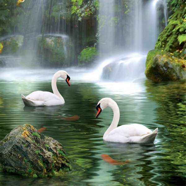 Красивые пейзажи с лебедями