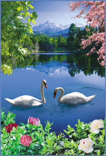 Лебеди на озере