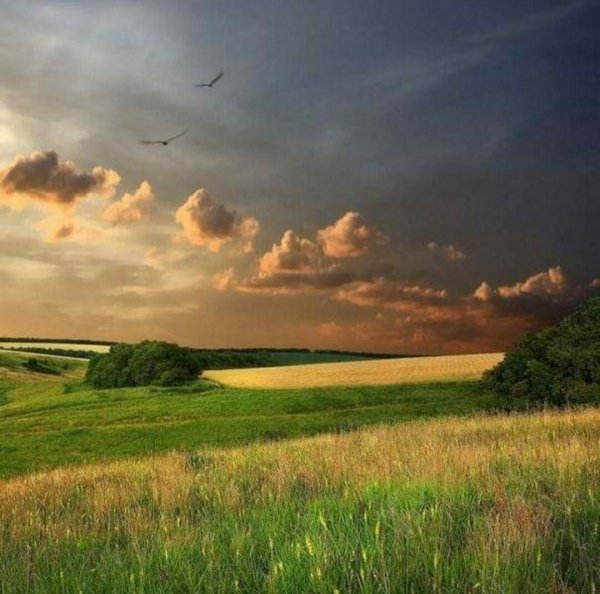 Русское поле