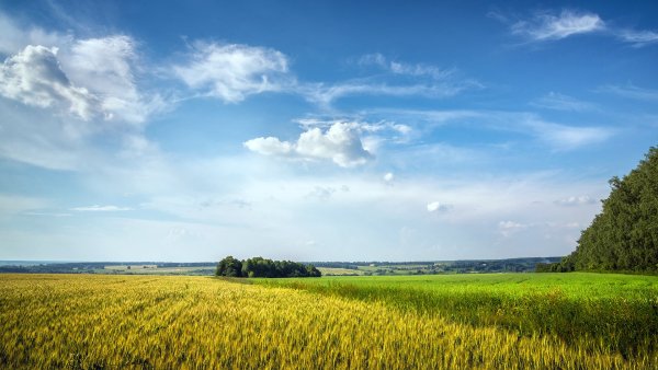 Рязань поля