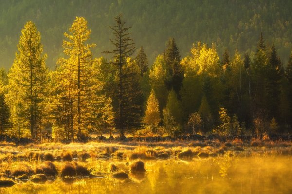 Осень в тайге