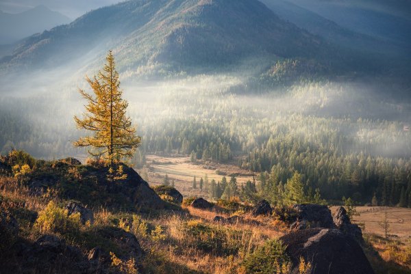 Горный Алтай Тайга