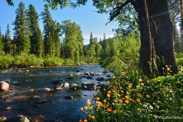 Лето в тайге