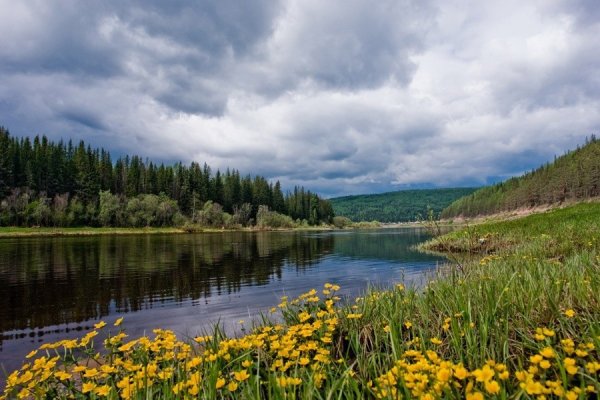 Красноярский край Тайга лето