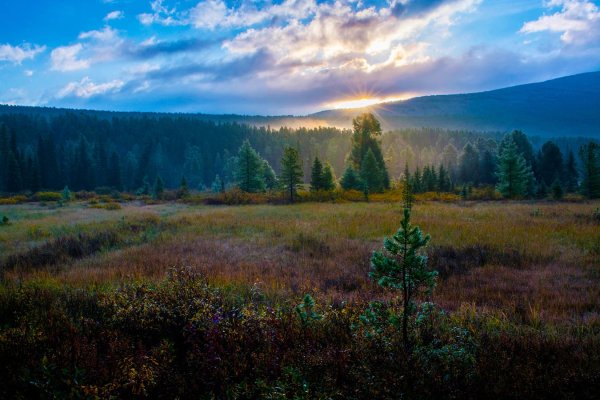 Таежные леса Якутии
