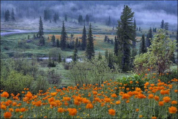 Ергаки цветение Жарков