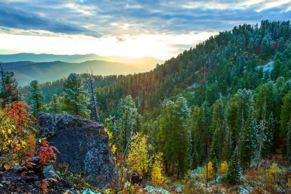 Тайга Алтай и Сибири