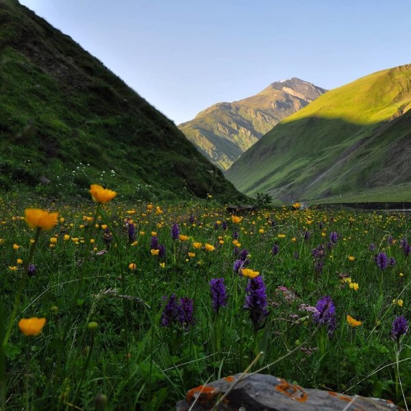 Луга Дагестана Альпийские Дагестана
