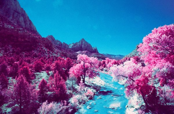 Природа в розовых тонах