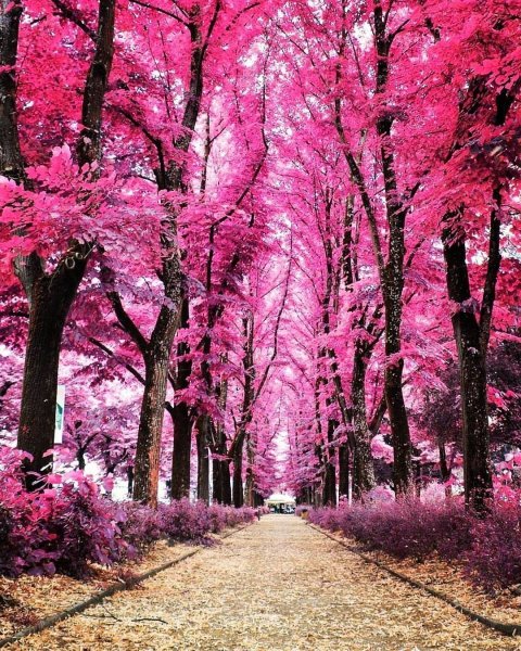 Розовая природа