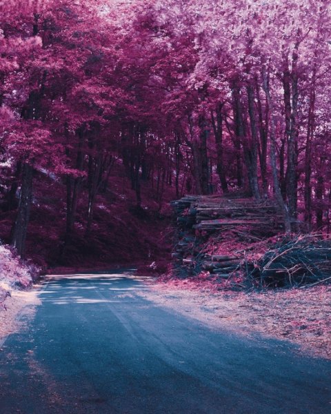 Розовый лес