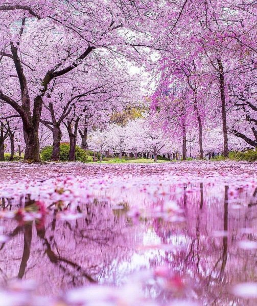 Черри блоссом дерево