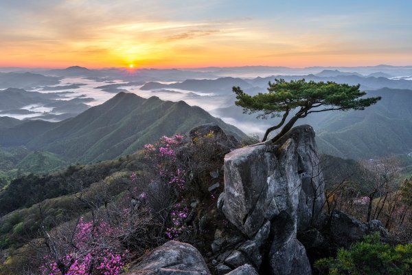 Южная Корея Кенджу рододендрон