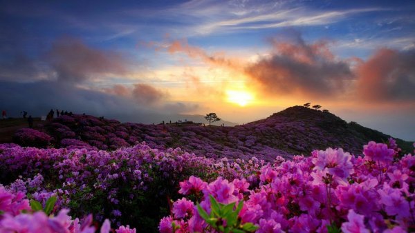 Природа в Корее Сеул