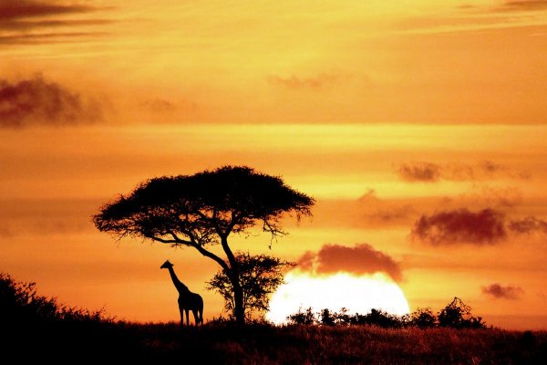 Танзания сафари закат