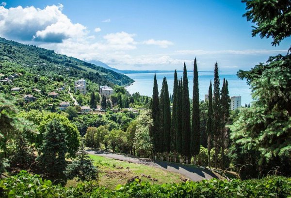 Кипарисы в Абхазии