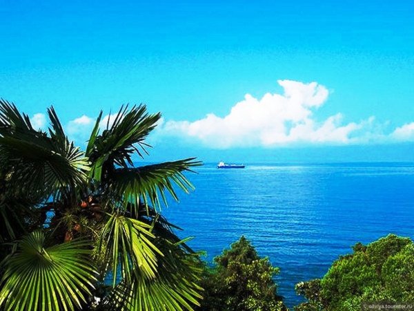 Адлер море пальмы