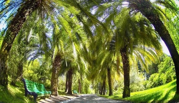 Адлер субтропики