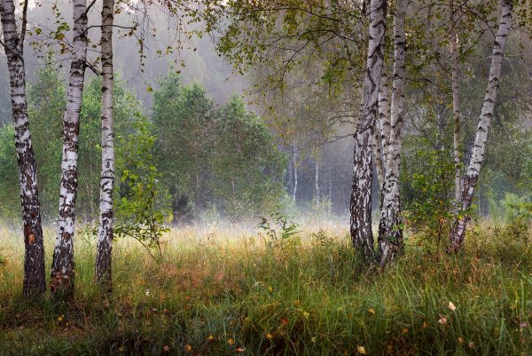 Деревенчук Березовая роща