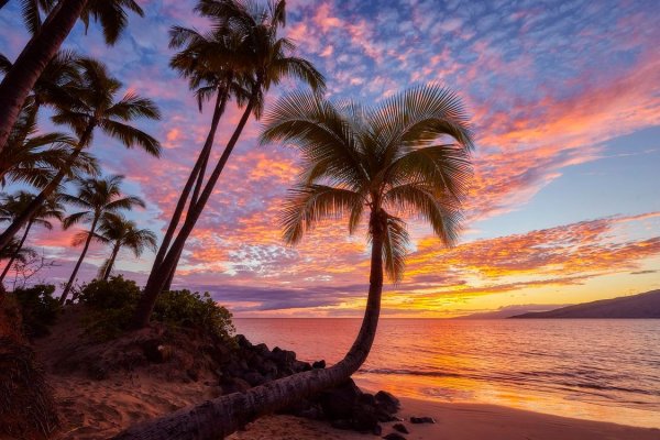 Пальмы на закате