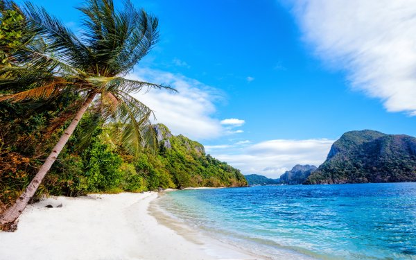 Океан пляж пальмы