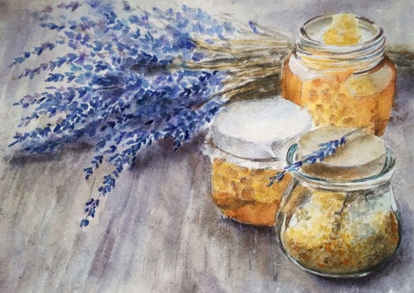 Лаванда рисунок акварелью