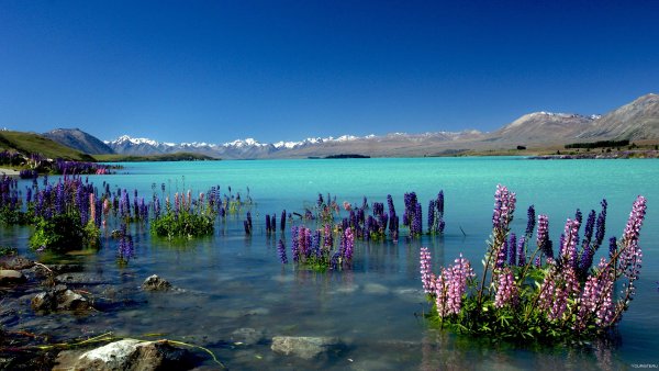 Озеро Текапо (Lake Tekapo)