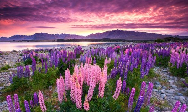 Озеро Текапо в новой Зеландии