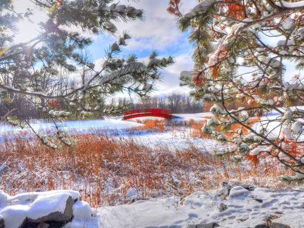 Природа ранняя зима