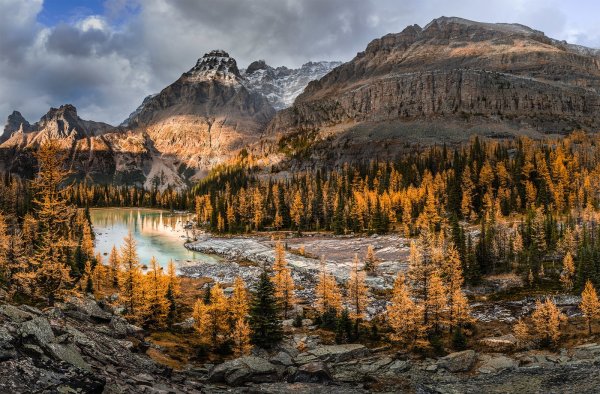 Дикая природа